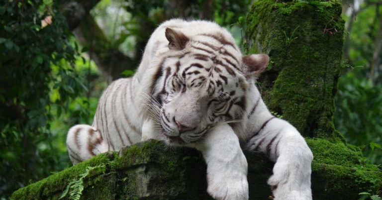 Flirty English Shayari to Impress a Girl: Playful Lines That Spark Attraction