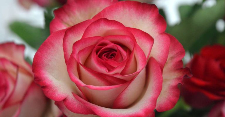 Short Caption Ideas: Simple Yet Powerful Lines to Enhance Your Social Media Presence